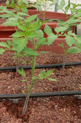 LA IMPORTANCIA DE LA HIDROPONÍA PARTE 2