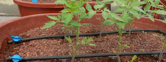 LA IMPORTANCIA DE LA HIDROPONÍA PARTE 2