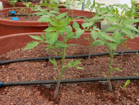 LA IMPORTANCIA DE LA HIDROPONÍA PARTE 2