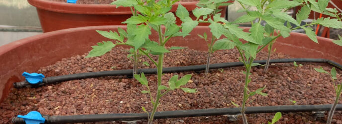 LA IMPORTANCIA DE LA HIDROPONÍA PARTE 2