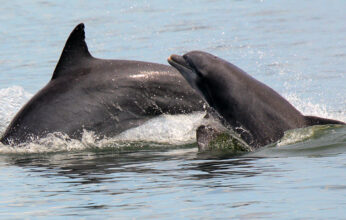 LOS DELFINES EN MÉXICO PARTE 2