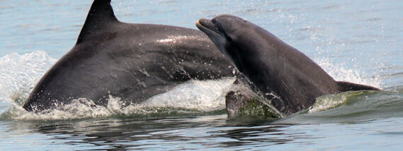 LOS DELFINES EN MÉXICO PARTE 2