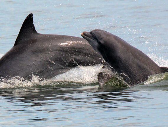 LOS DELFINES EN MÉXICO PARTE 2