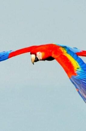 DÍA INTERNACIONAL DE LAS AVES. LA REINTRODUCCIÓN DE LAS GUACAMAYAS