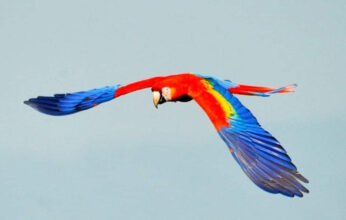 DÍA INTERNACIONAL DE LAS AVES. LA REINTRODUCCIÓN DE LAS GUACAMAYAS