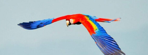 DÍA INTERNACIONAL DE LAS AVES. LA REINTRODUCCIÓN DE LAS GUACAMAYAS