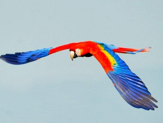 DÍA INTERNACIONAL DE LAS AVES. LA REINTRODUCCIÓN DE LAS GUACAMAYAS