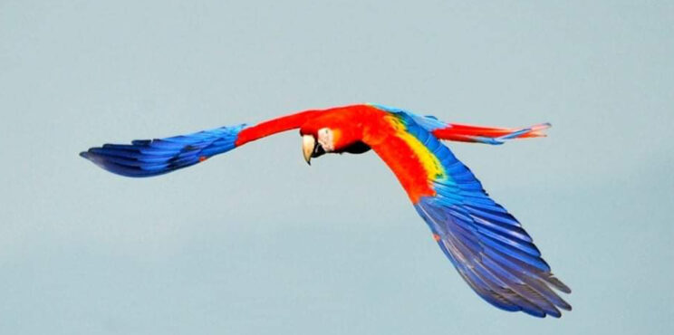 DÍA INTERNACIONAL DE LAS AVES. LA REINTRODUCCIÓN DE LAS GUACAMAYAS DÍA INTERNACIONAL DE LAS AVES. LA REINTRODUCCIÓN DE LAS GUACAMAYAS