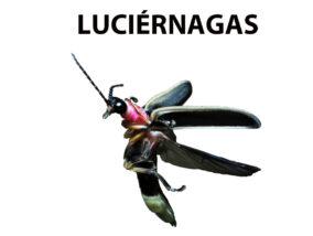 LAS LUCIÉRNAGAS