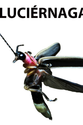 LAS LUCIÉRNAGAS