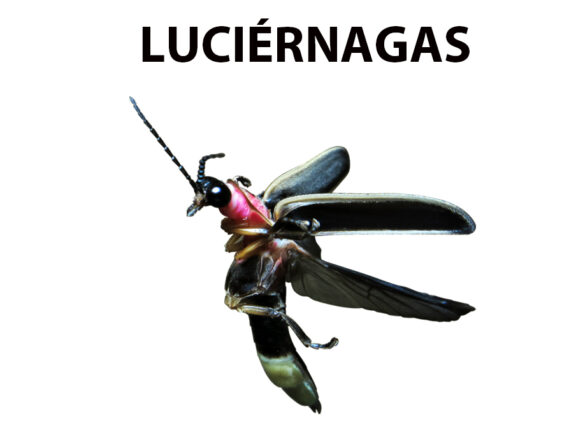 LAS LUCIÉRNAGAS