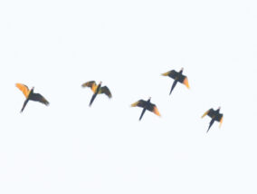 NUEVA POBLACIÓN DE LA GUACAMAYA VERDE EN OAXACA PARTE 2