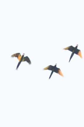 NUEVA POBLACIÓN DE LA GUACAMAYA VERDE EN OAXACA PARTE 2