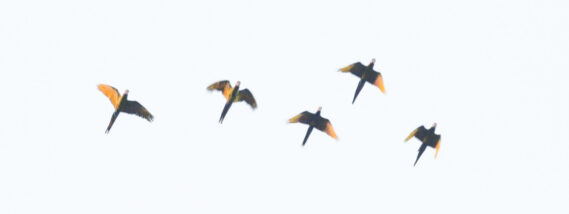 NUEVA POBLACIÓN DE LA GUACAMAYA VERDE EN OAXACA PARTE 2