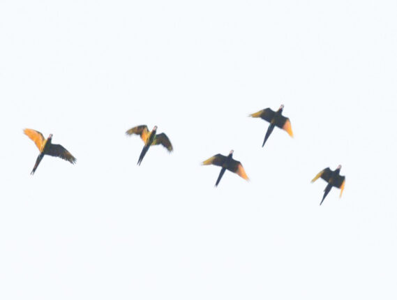 NUEVA POBLACIÓN DE LA GUACAMAYA VERDE EN OAXACA PARTE 2