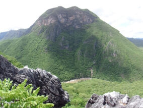 NUEVA POBLACIÓN DE LA GUACAMAYA VERDE EN OAXACA
