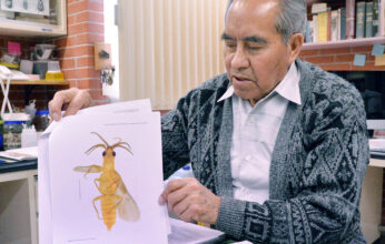 LAS LUCIÉRNAGAS PARTE 2