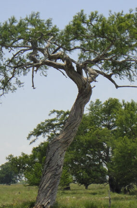 ÁRBOLES LONGEVOS DE MÉXICO