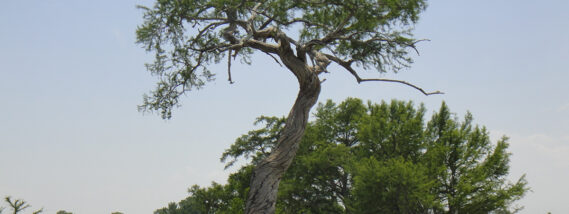 ÁRBOLES LONGEVOS DE MÉXICO