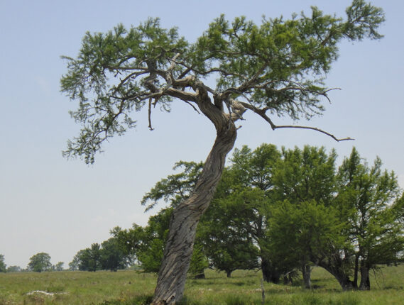 ÁRBOLES LONGEVOS DE MÉXICO