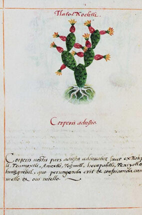 EL NOPAL EN EL TIEMPO