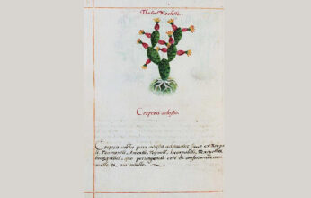 EL NOPAL EN EL TIEMPO