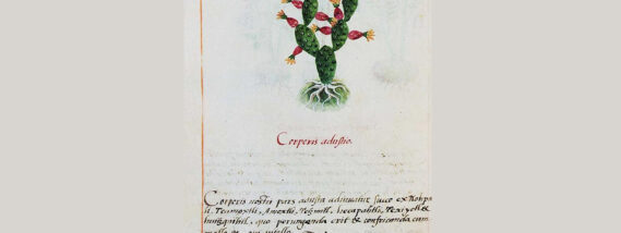 EL NOPAL EN EL TIEMPO