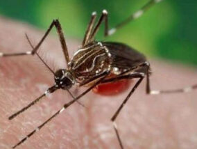 MOSCAS Y MOSQUITOS PARTE 2