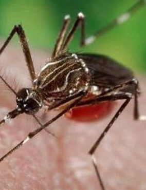 MOSCAS Y MOSQUITOS PARTE 2