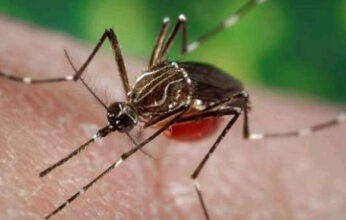 MOSCAS Y MOSQUITOS PARTE 2