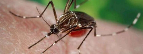 MOSCAS Y MOSQUITOS PARTE 2