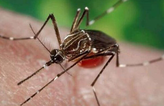 MOSCAS Y MOSQUITOS PARTE 2