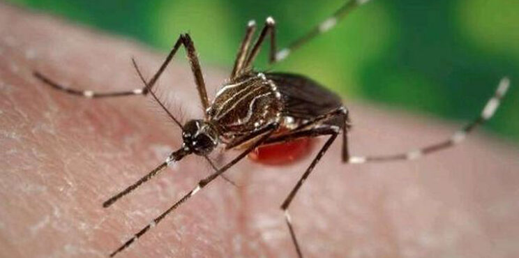MOSCAS Y MOSQUITOS PARTE 2 MOSCAS Y MOSQUITOS PARTE 2