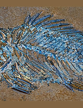 PALEONTOLOGÍA DE LOS PECES