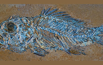 PALEONTOLOGÍA DE LOS PECES