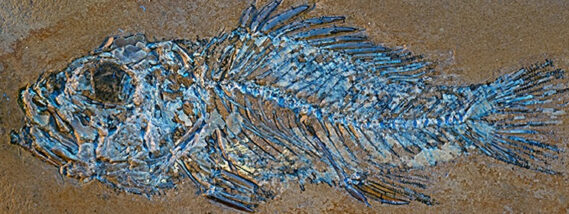 PALEONTOLOGÍA DE LOS PECES