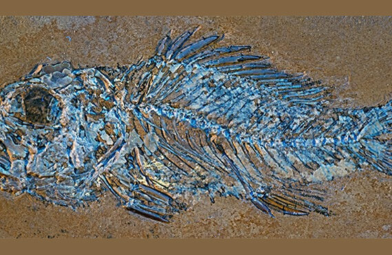 PALEONTOLOGÍA DE LOS PECES