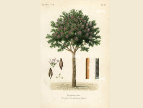 LA QUININA Y LA REPÚBLICA DE INGLATERRA