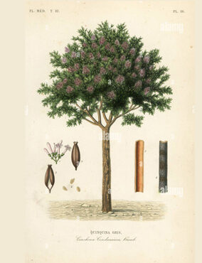 LA QUININA Y LA REPÚBLICA DE INGLATERRA