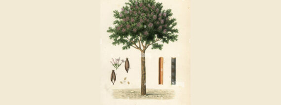 LA QUININA Y LA REPÚBLICA DE INGLATERRA