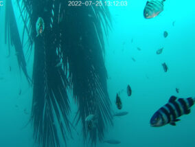 SATÉLITES Y DRONES EN EL ESTUDIO DE LOS ECOSISTEMAS MARINOS Y COSTEROS