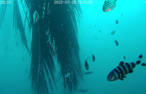 SATÉLITES Y DRONES EN EL ESTUDIO DE LOS ECOSISTEMAS MARINOS Y COSTEROS