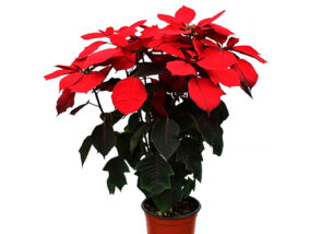 MEJORAMIENTO GENÉTICO DE LA NOCHEBUENA