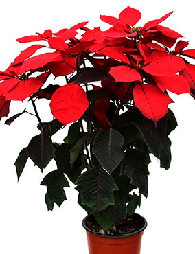 MEJORAMIENTO GENÉTICO DE LA NOCHEBUENA