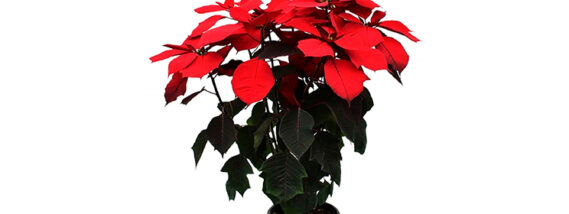 MEJORAMIENTO GENÉTICO DE LA NOCHEBUENA