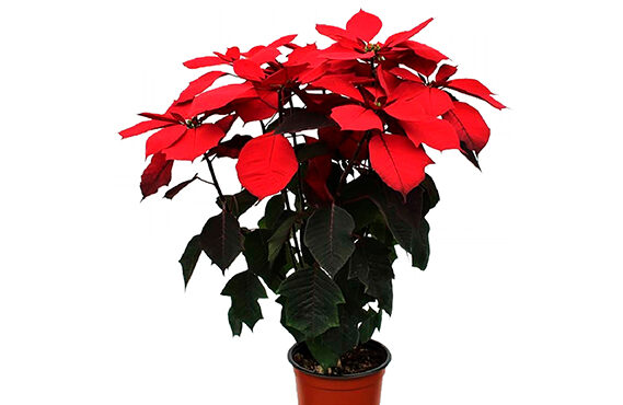 MEJORAMIENTO GENÉTICO DE LA NOCHEBUENA