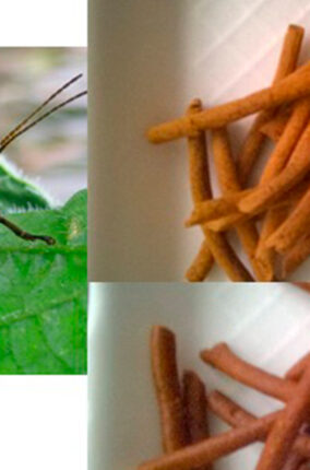 CHAPULINES COMO FUENTE DE PROTEÍNA