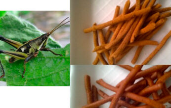 CHAPULINES COMO FUENTE DE PROTEÍNA