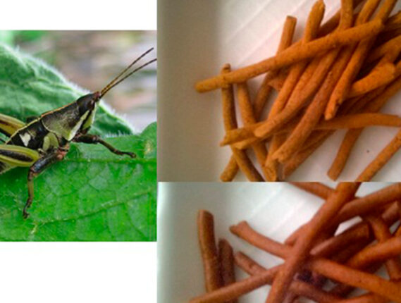 CHAPULINES COMO FUENTE DE PROTEÍNA