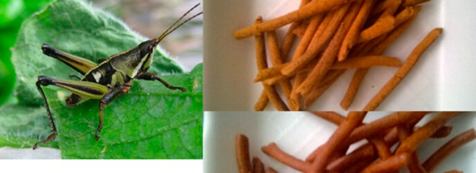 CHAPULINES COMO FUENTE DE PROTEÍNA